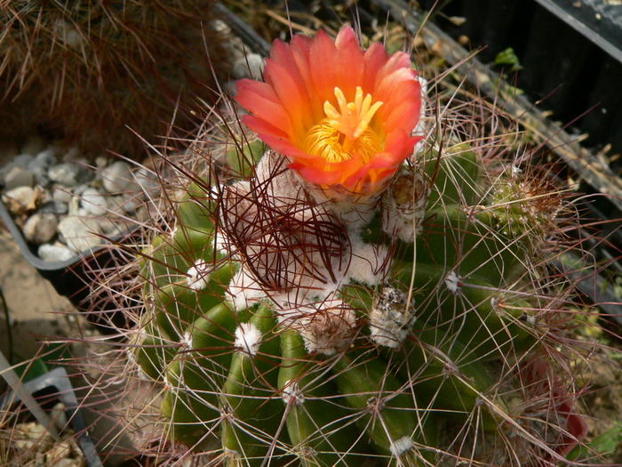 notocactus_muegelianus - genul Notocactus