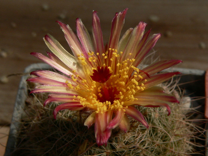 notocactus_muricatus