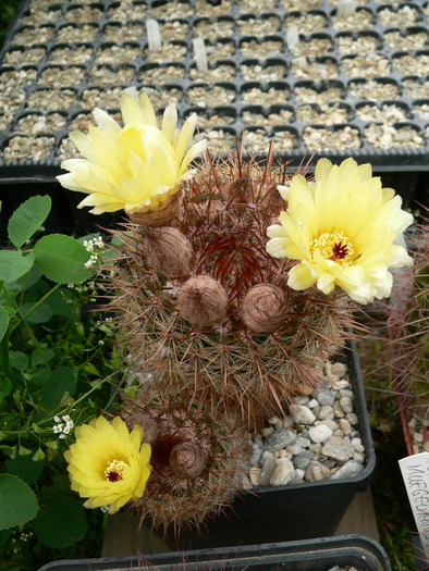 notocactus_schlosseri - genul Notocactus