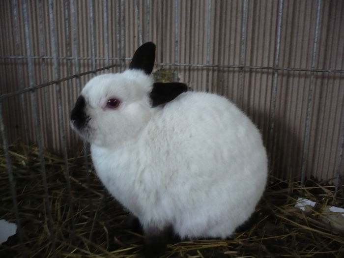 P1070998 - IEPURI EXPO 2015