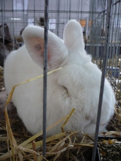 P1070993 - IEPURI EXPO 2015