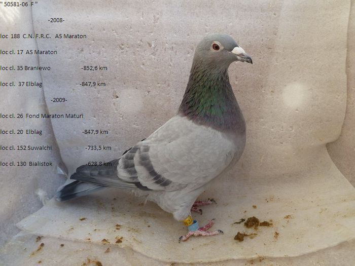 F 2006 RO - PORUMBEI CARE IAM VANDUT