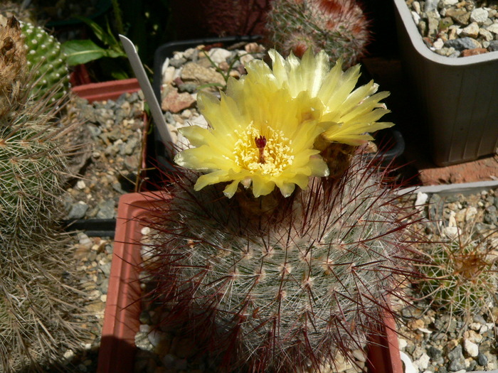 notocactus_scopa_1 - genul Notocactus