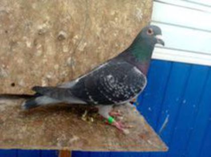 M 2010 UKR - PORUMBEI CARE IAM VANDUT