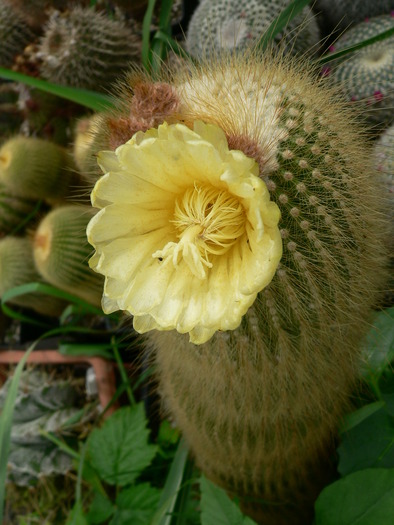 eriocactus_leninghausii - genul Notocactus