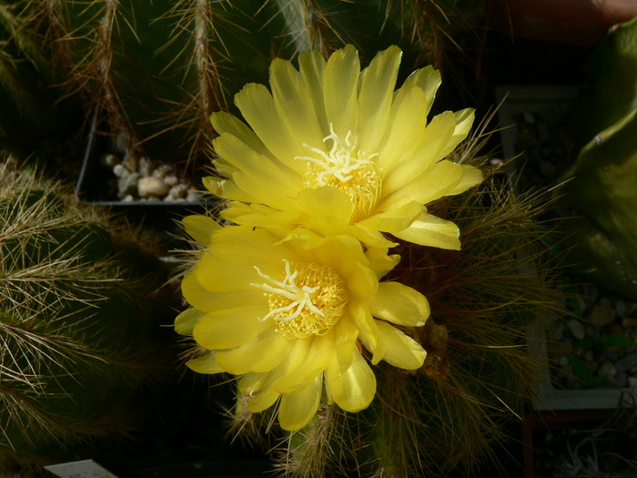 eriocactus_warasii - genul Notocactus