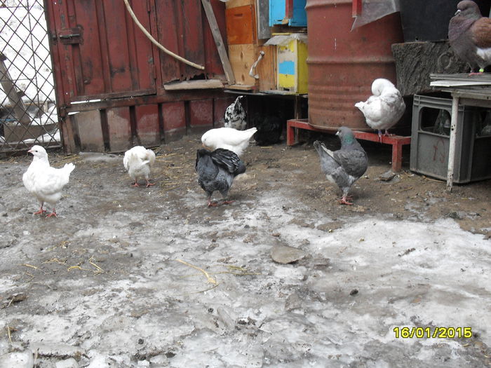 SDC13644 - pasari si porumbei ce detin in prezent