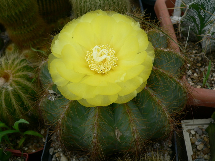 notocactus_magnificus - genul Notocactus