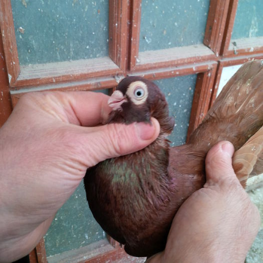 IMG_20150117_124352 - 1779 Gheorghe Tanase