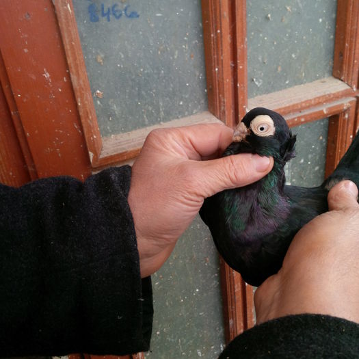 IMG_20150117_124628 - 1779 Gheorghe Tanase