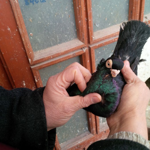 IMG_20150117_124704 - 1779 Gheorghe Tanase