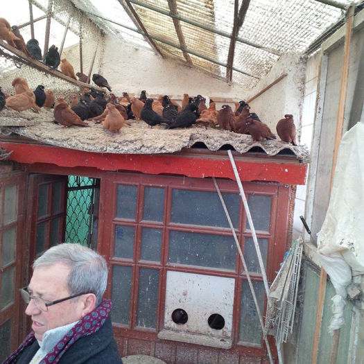 IMG_20150117_124959 - 1779 Gheorghe Tanase