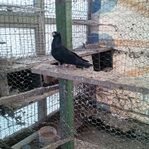 IMG_20150117_125215 - 1779 Gheorghe Tanase