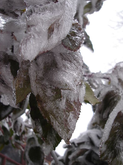 9 dec 2014 002 - Iarna