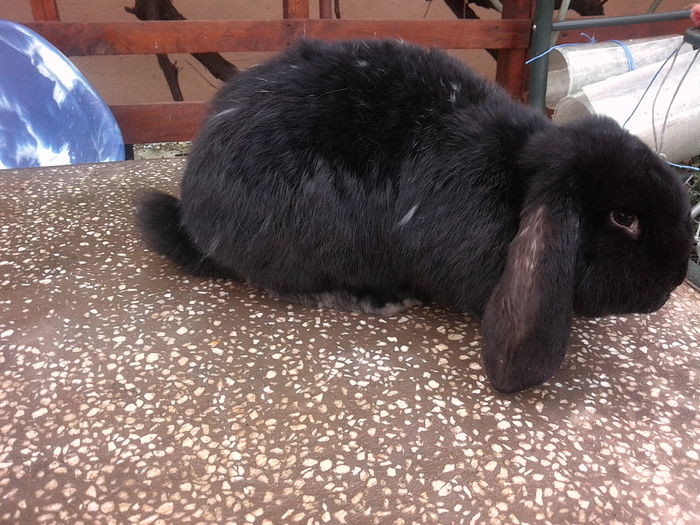 MARA - BERBEC GERMAN ARHIVA