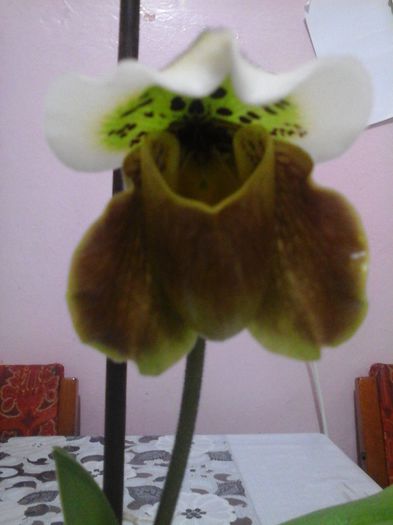 paphio galben2 - orhidee 2015