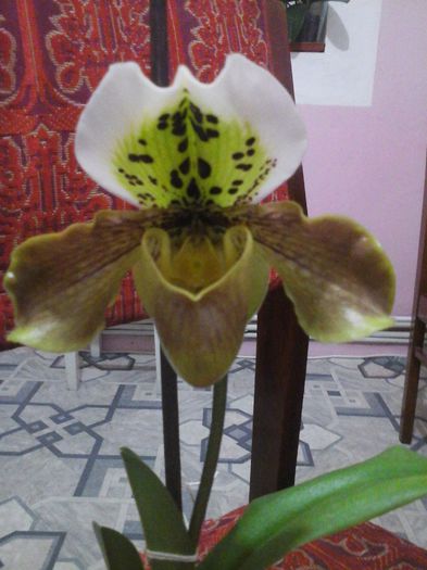 paphio galben inflorita - orhidee 2015