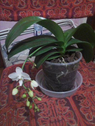 mini phale - orhidee 2015
