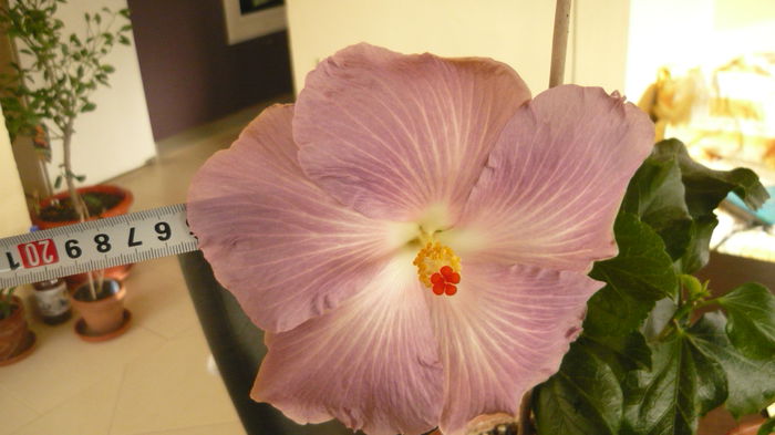 003 - Hibiscus 2015