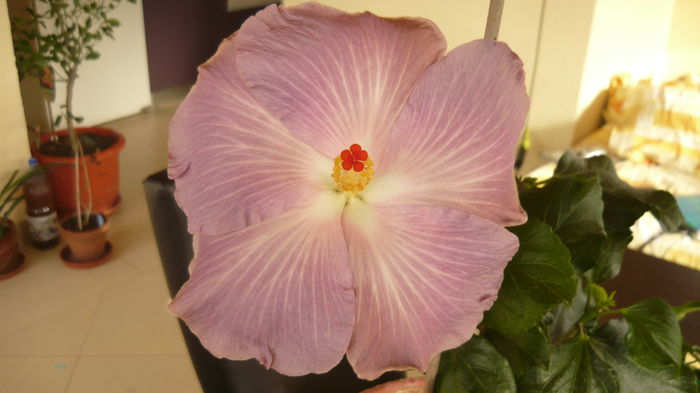 004 - Hibiscus 2015