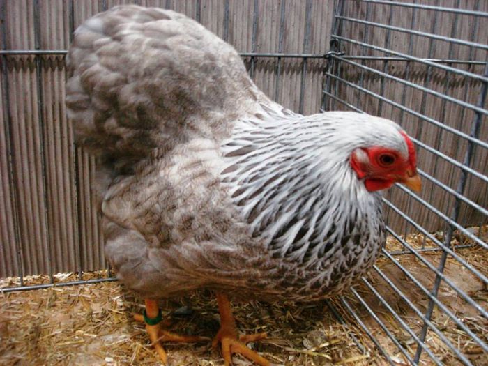 1455197_737570712939105_2016463885_n