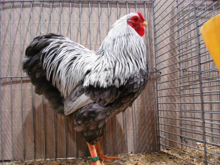 1507097_737568076272702_213934046_n