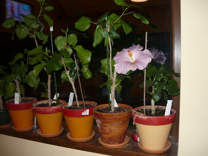 018 - Hibiscus 2015