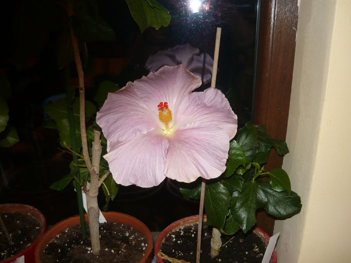 Tahitian Morning Beauty - 0 hibiscusii mei