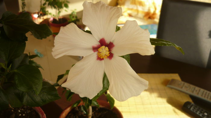 006 - Hibiscus 2015