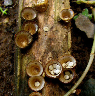 cuiburi oferite de natura; ciupercile mature,Crucibulum laeve,din familia Champignon,dupa ce dispar,lasa cuibul format de ele,la crestere,pasarelelor
