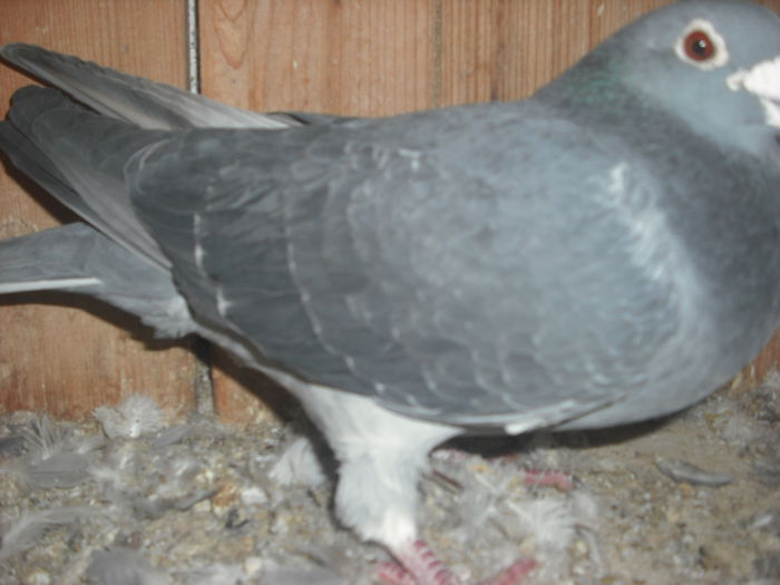 vandut, masc 2009,fara inel ,fiu ardeanca 2006 - VOIAJORI