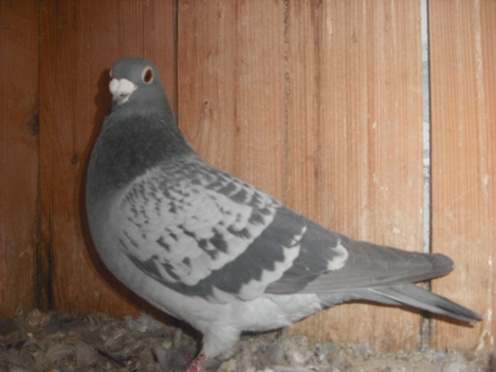 masc 2013 50 lei - VOIAJORI