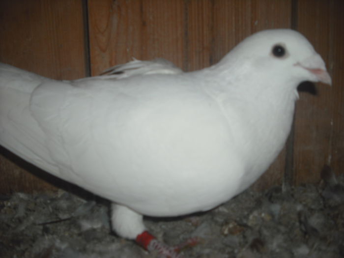 masc 2012,DIN CEHI,100 LEI - VOIAJORI