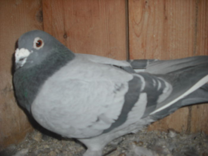 masc 2010,vandut - VOIAJORI