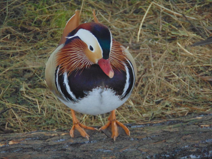 rate mandarine - Rate mandarin