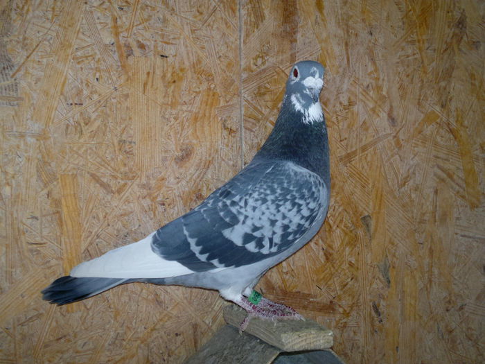 RO 2011 CHRIS V D WELDEN