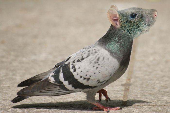 rat with wings - funny pigeons