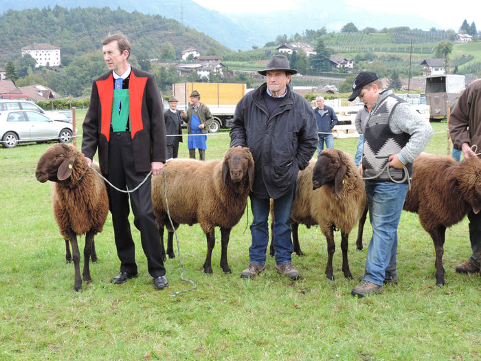 Bergschaf Schwarzbraunes la conncurs - Rase de oi si capre-Poze deosebite-5