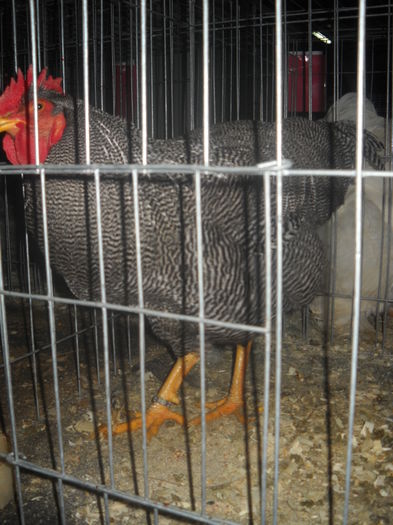 DSCN0079