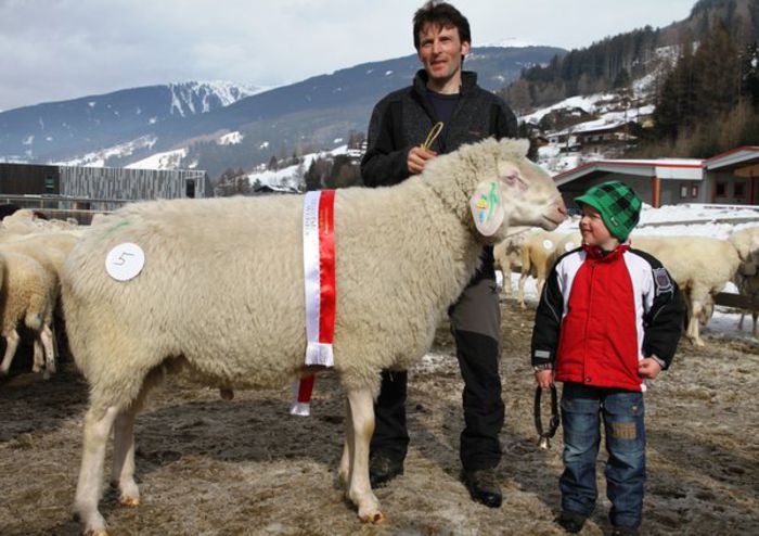 O tiroleza Bergschaf mare cu premiu - Rase de oi si capre-Poze deosebite-5