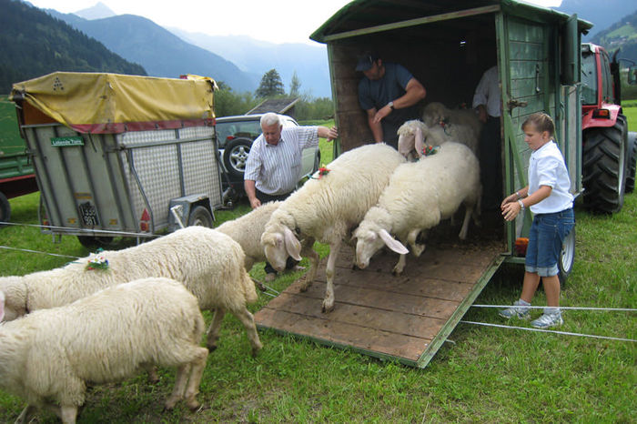 Plecam in Tirol cu oitele - Rase de oi si capre-Poze deosebite-5