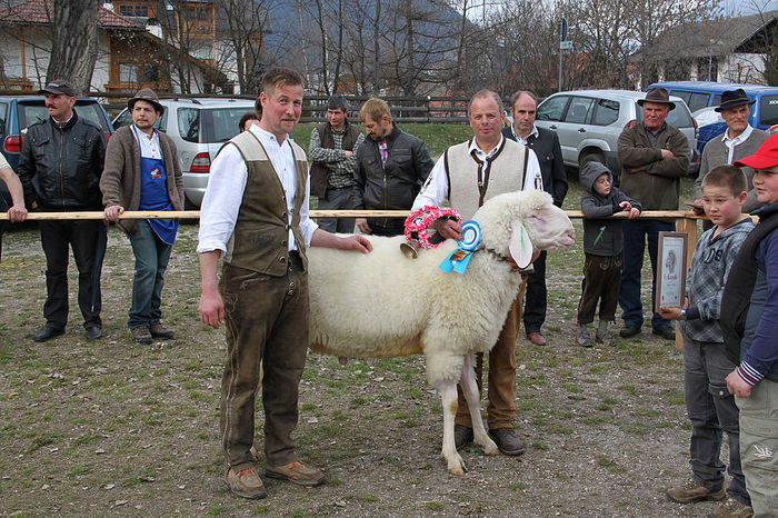 Tiroleza asta merita un premiu da - Rase de oi si capre-Poze deosebite-5