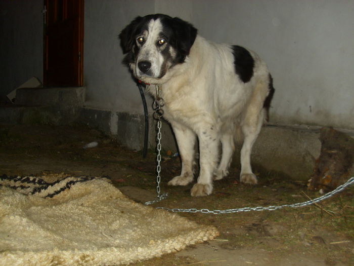 DSCI7413 - Panda Ciobanesc Bucovina