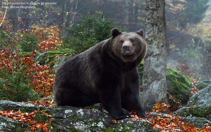 105_Urs-(Ursus-arctos)-in-padure-de-amestec-mv - 63-Fauna PIatra craiului