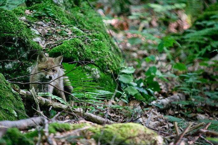 0030_Pui-de-vulpe-Toprural_201101001 - 63-Fauna PIatra craiului