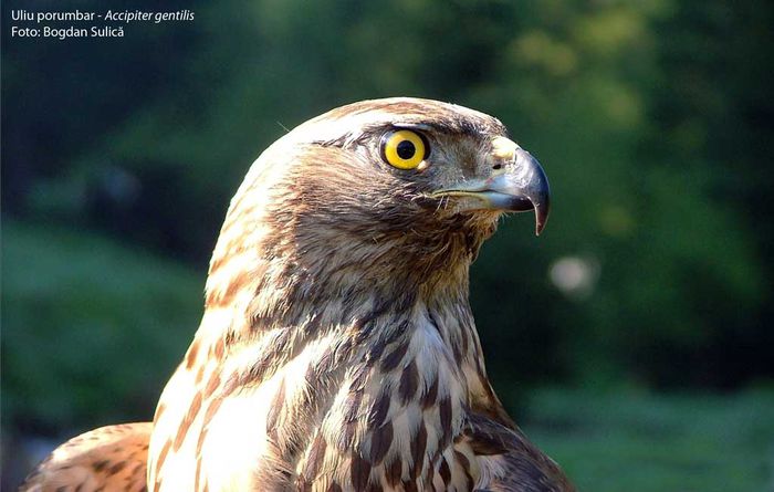 104_Uliu-porumbar---Accipiter-gentilis-bs - 63-Fauna PIatra craiului