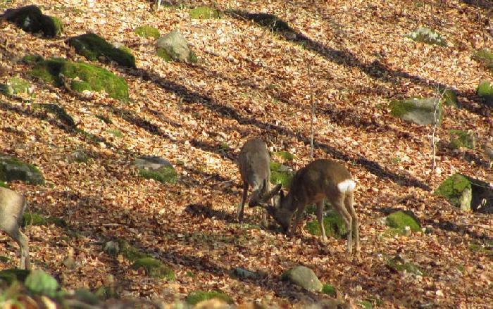 capra1 - 63-Fauna PIatra craiului