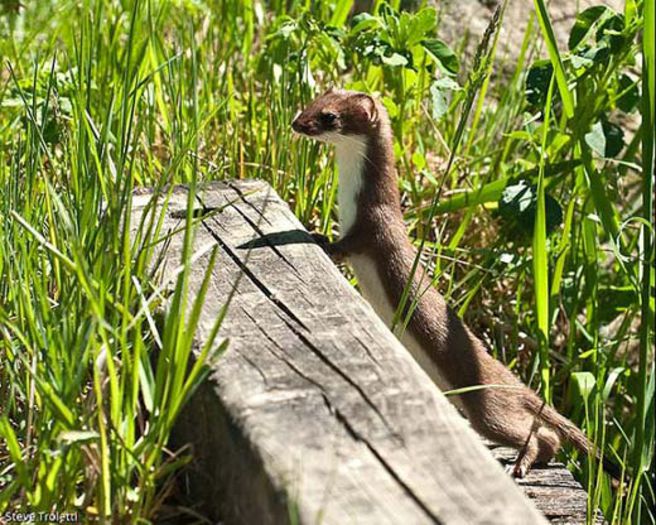 mustela-nivalis-nevastuica-least-weasel