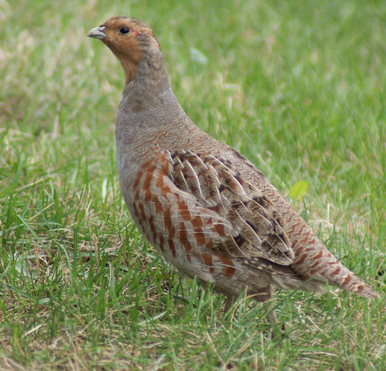 Potarniche18 - 63-Fauna PIatra craiului
