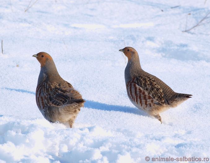 potarnichi-perdix-perdix-1